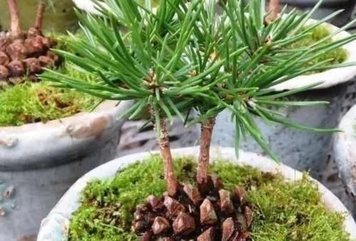 山上捡来的松塔，简单几步就能让它发芽，成了美观的小盆景