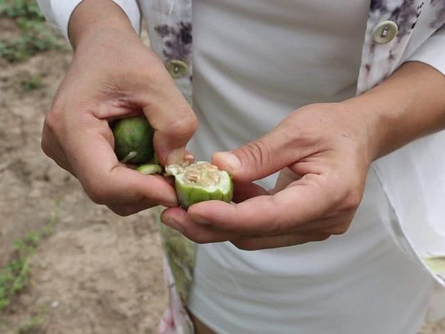 这种非洲入侵的野果,曾在农村泛滥成灾,如今变废为宝40元一斤