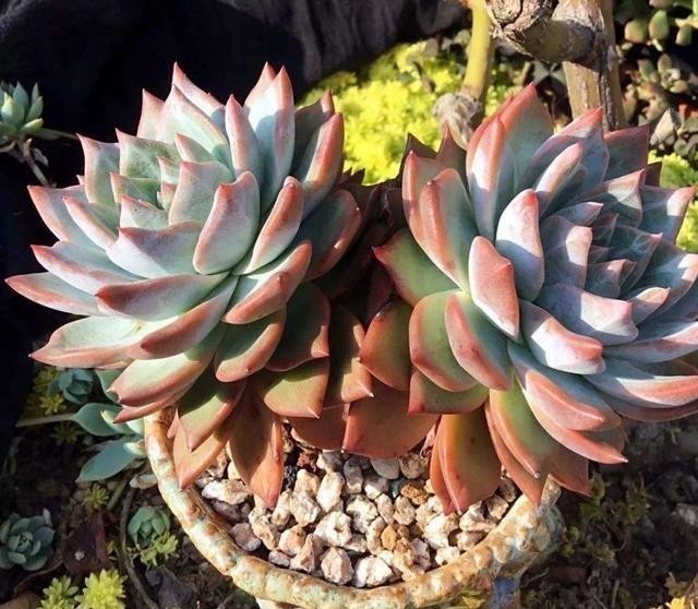 冬天里的多肉,做好“两件事”,安心过冬,不徒长状态更美