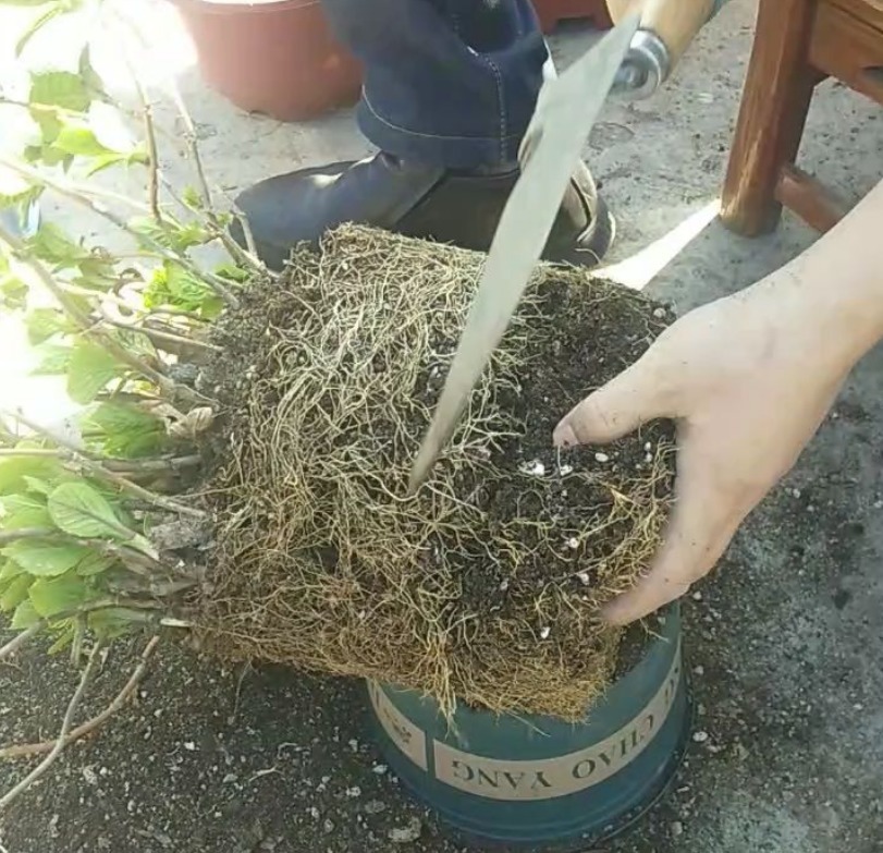 枯萎|9种花是富贵命,必须大盆养,小盆养会憋死