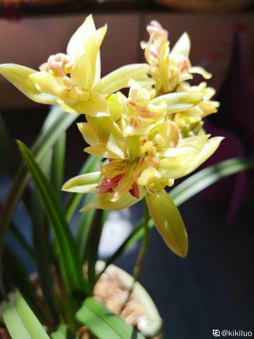 再穷也要养长寿花，寓意好、开花美，养人又养家！