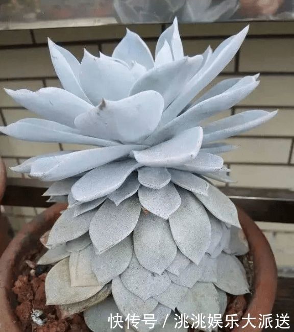 浇水|进入夏季,“多肉党”做好这3步,防止多肉“穿裙子”,一学就会