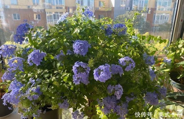 这7种花，夏季养它们，放在露台上，花开一整夏，花量超大