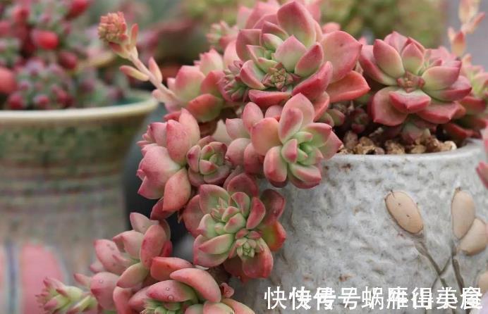 多肉|多肉中的“普货”马库斯，好养又漂亮，于新人而言却是“精品”