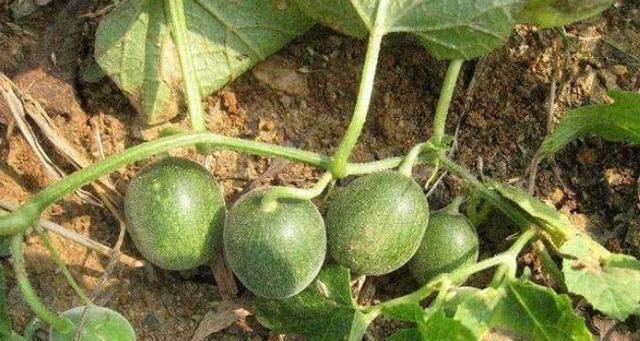 常吃|三伏天要多食此果,每天吃几个,排出毒素,肝脏越来越健康