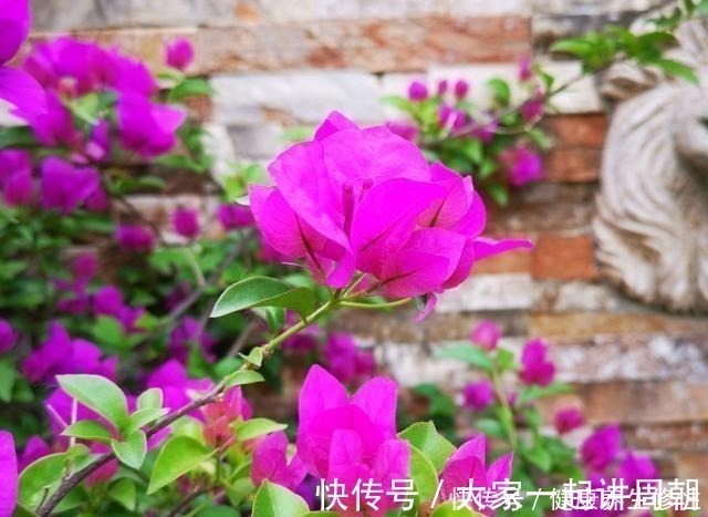 三角梅换盆套个“方便袋”,怎么折腾都不黄,成活率百分百!