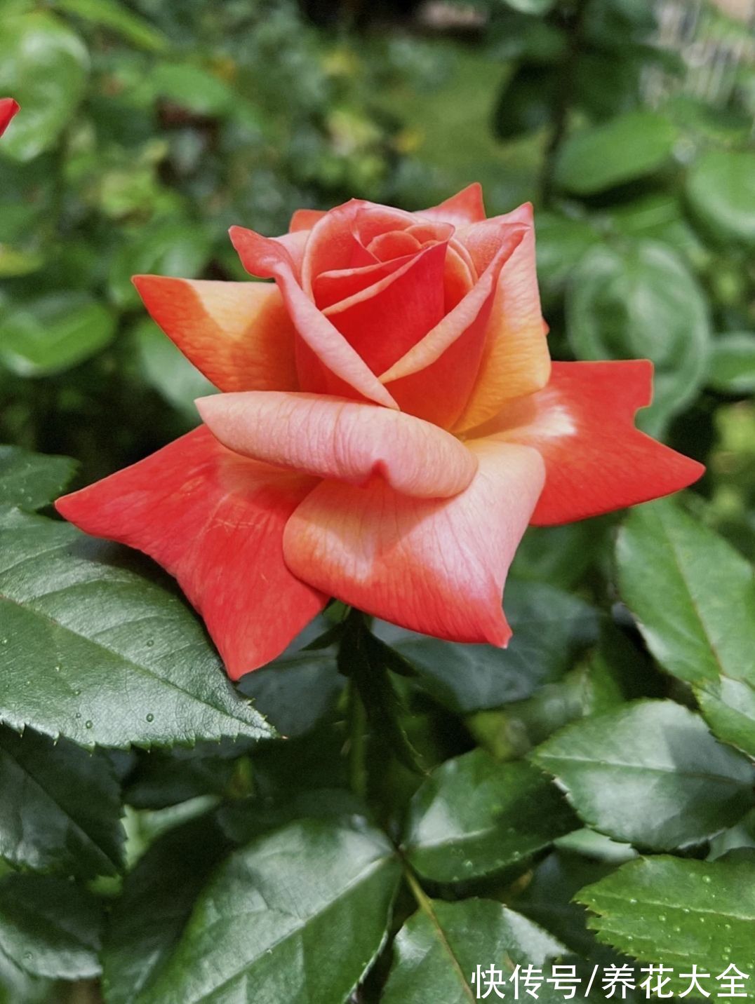 5个谣言,养花时最不能信,不然植物死翘翘