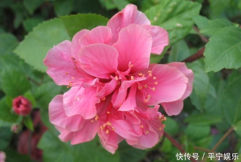 适合养在室内的5种花，给点阳光就灿烂，开花爆盆很简单，真漂亮