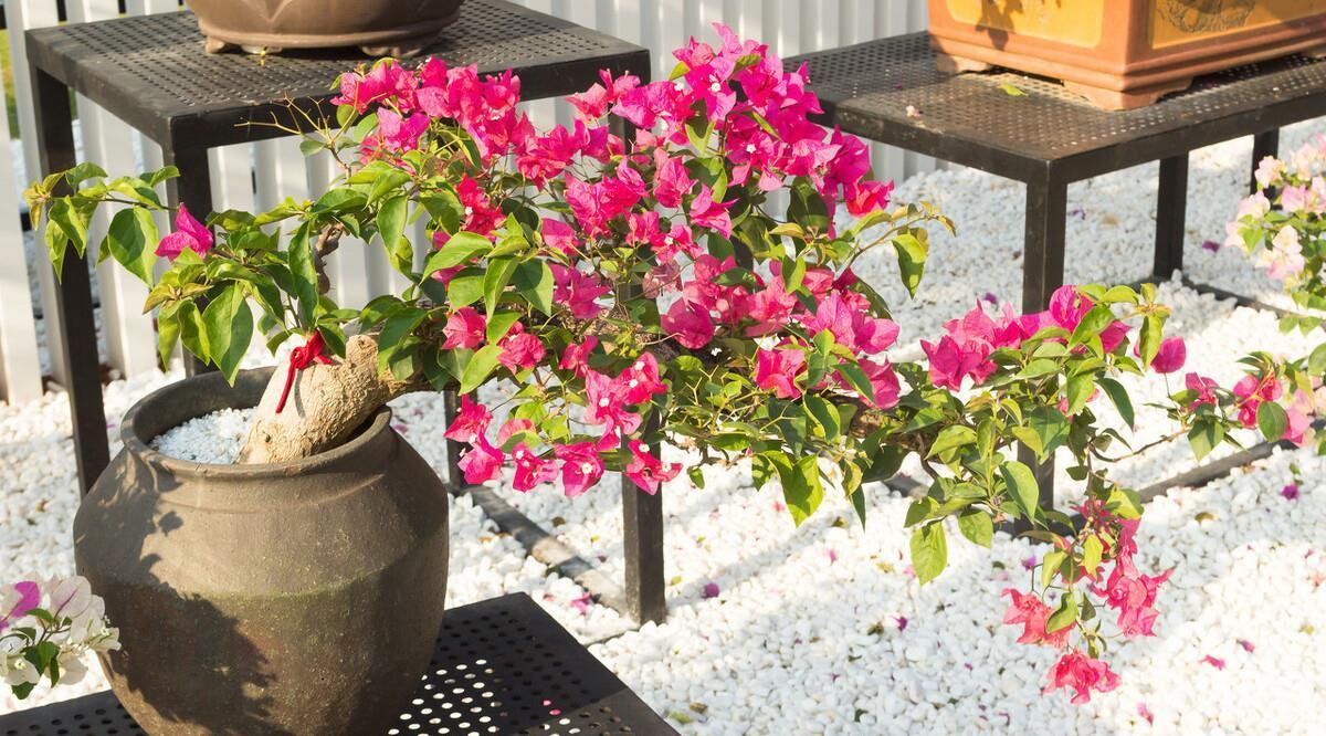 让三角梅开“秋花”,牢记这个“方法”花芽长得快,迅速花爆盆