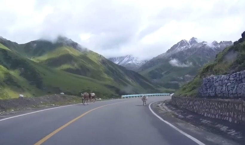 洪雪飞|开车出行 除了避免撞到骆驼 还有哪些驾驶习惯需要注意