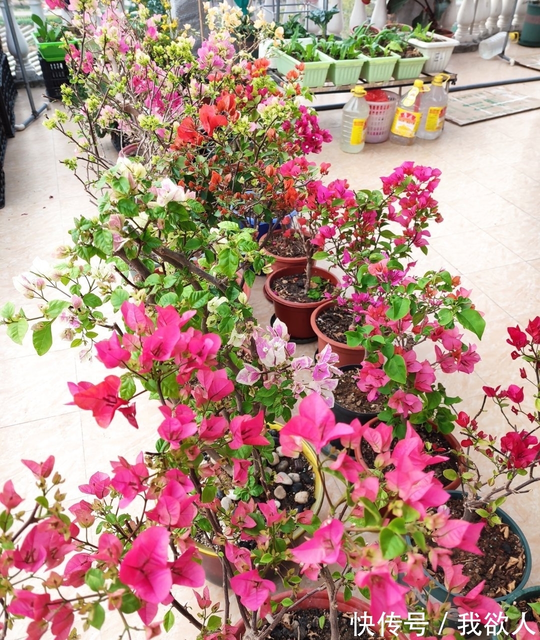 三角梅未开花，入春不妨“虐”着养，“撒欢长”清新怡人小半年