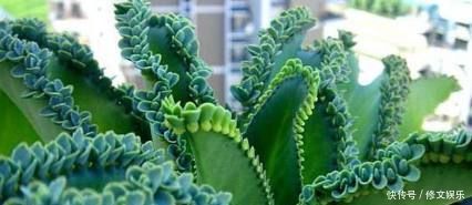 这些盆栽花卉是家里最好养的,想养死都难赶紧养一盆