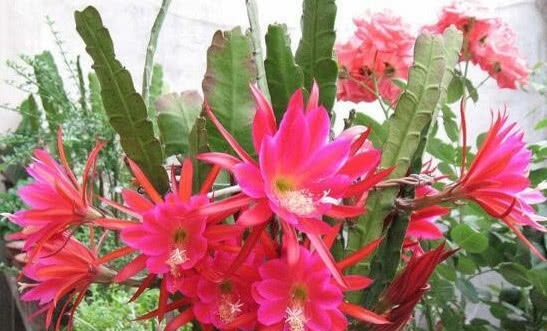 花色艳、花量大的“4种花”，全年花开不停，开爆阳台变花园！