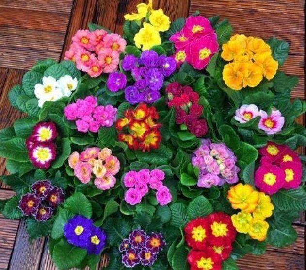 4种花好养易活开花漂亮,养了就爆盆,花团锦簇