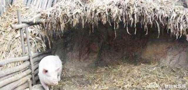 老农家猪圈离奇丢猪,无奈选择报警,专家赶来后却乐开了花