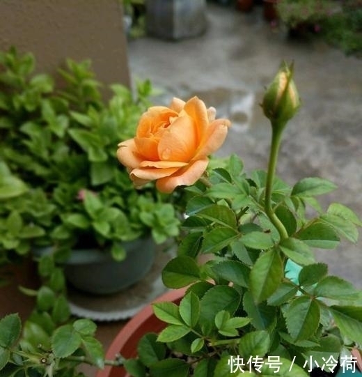 来不及|这5种花,不要钱也不能养,全都有毒,养了后悔都来不及