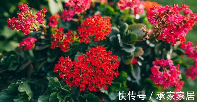 养护|蟹爪兰和长寿花,一起摘叶扦插,使用不同方法扦插,哪一个更好?