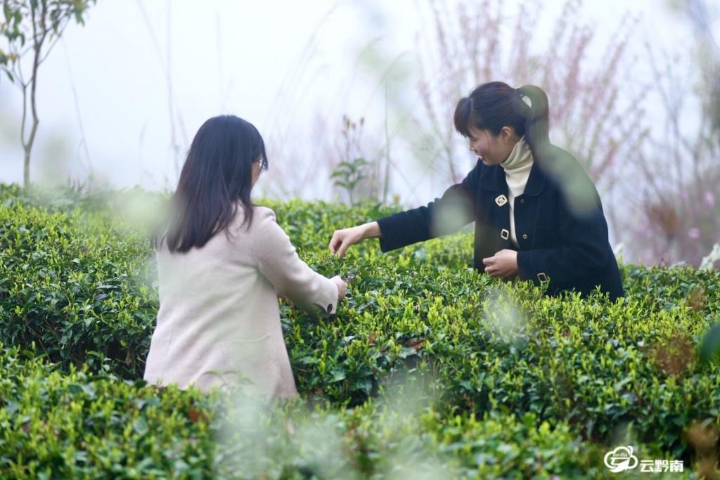 平塘：空山新雨 醉人茶香