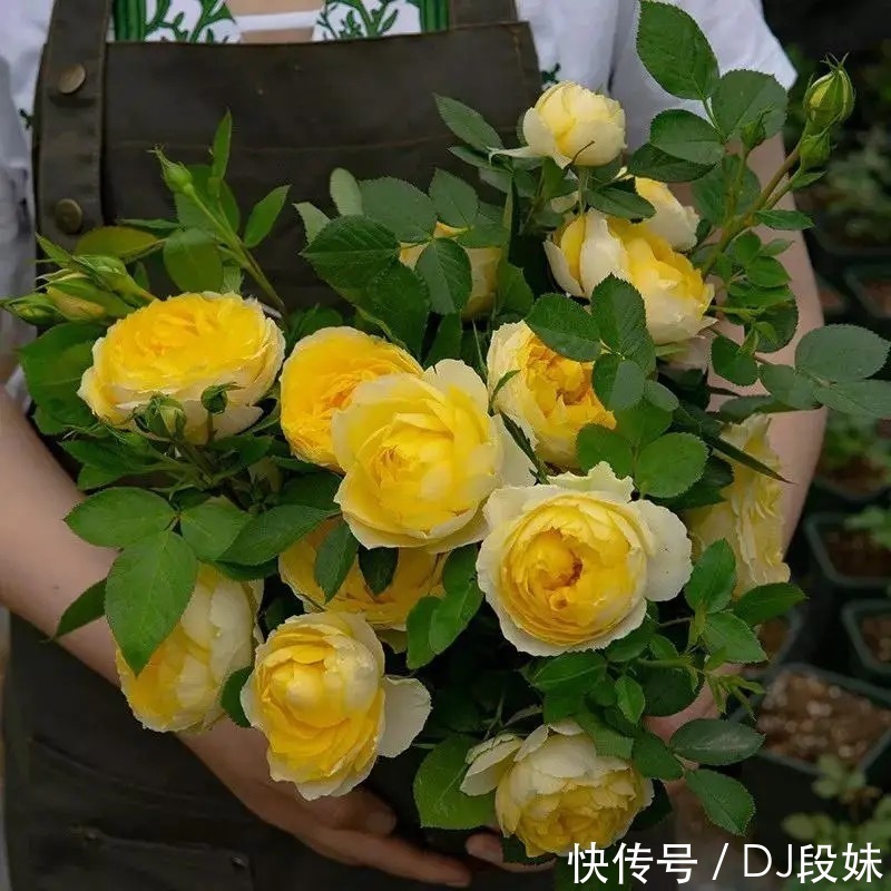 盘点容易混淆的黄花月季品种,能分清其中五个,你就是养花大神