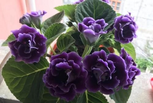 重瓣落雪泥,冬日养花首选,盆栽注意这些地方,天冷花开不止