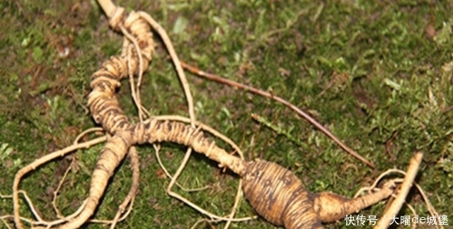 活到|活到90岁的乙肝爷爷,人参再贵也不吃,1种糙物每天吃1两