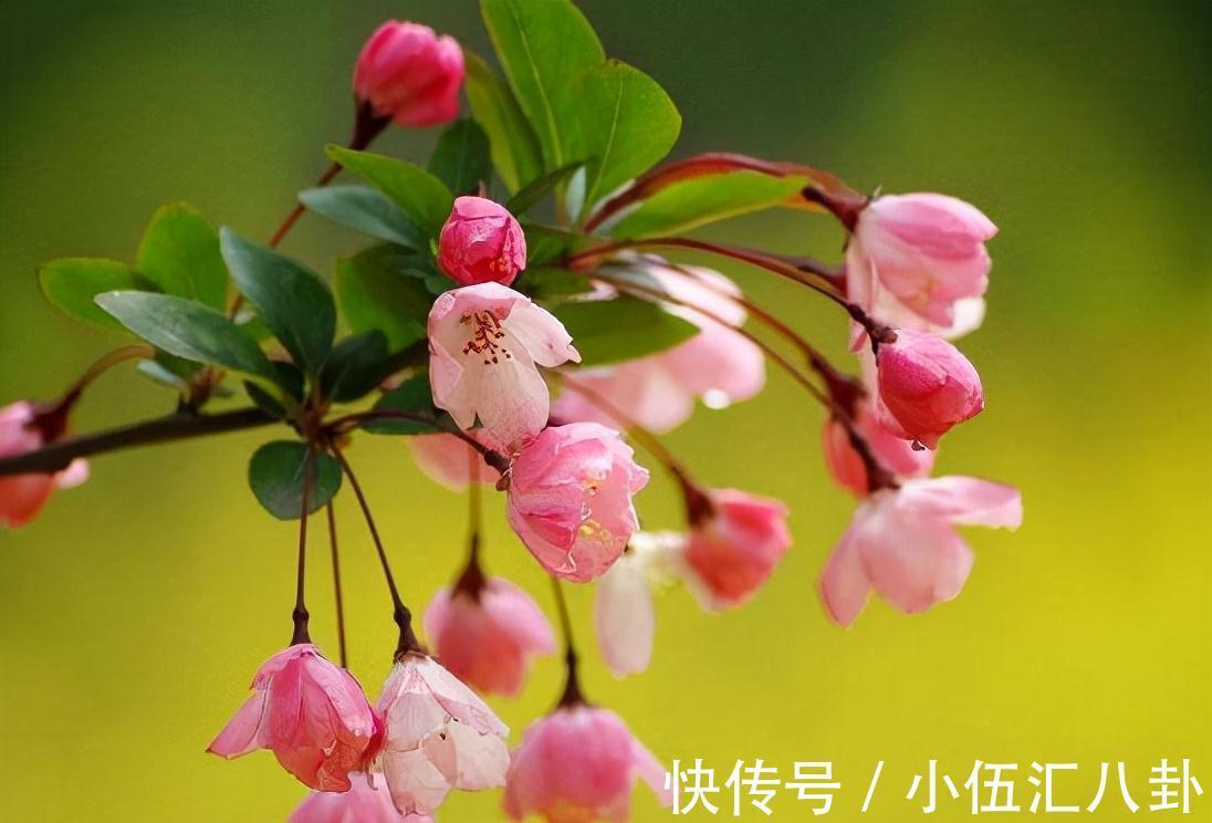 农历九月十八霜降后,养什么花?家里养3种花,幸福生活美满如意