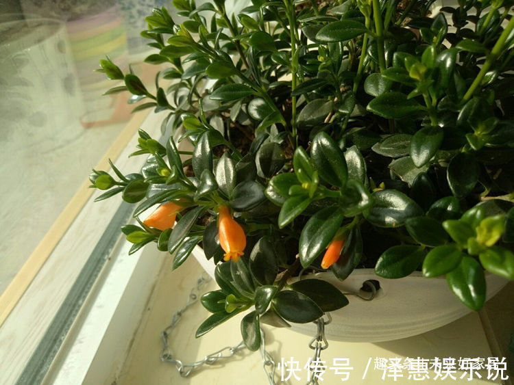 喜欢玫瑰,不如养“精品月季” 全球美人,金光灿烂,高端大气