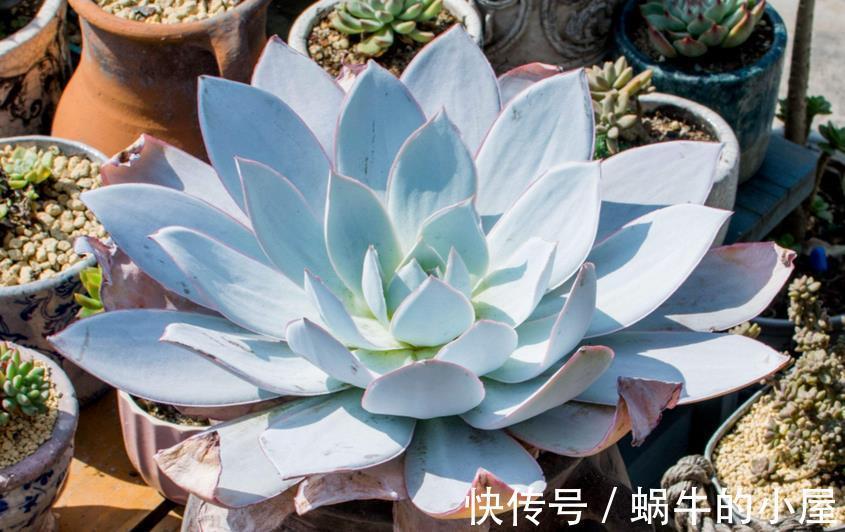 生根|多肉叶片状态不好、徒长、萌发气生根,该怎么解决?