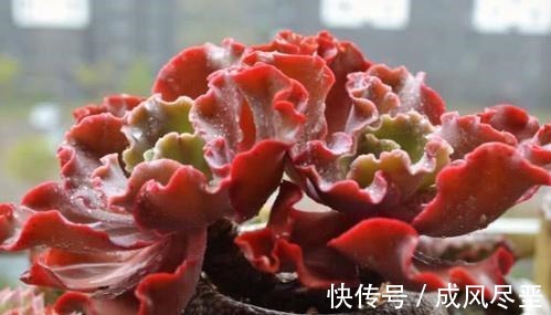 6种大型多肉植物,颜值高好养护,阳台种一盆,大气上档次!