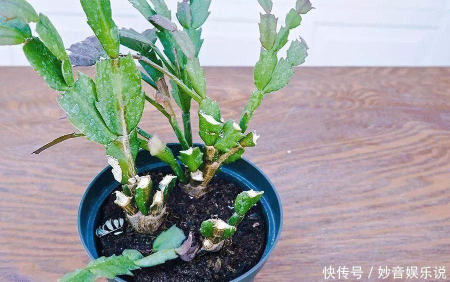 新叶|别让蟹爪兰开花了！想让叶子肥嘟嘟，长势好，现在就要这样养