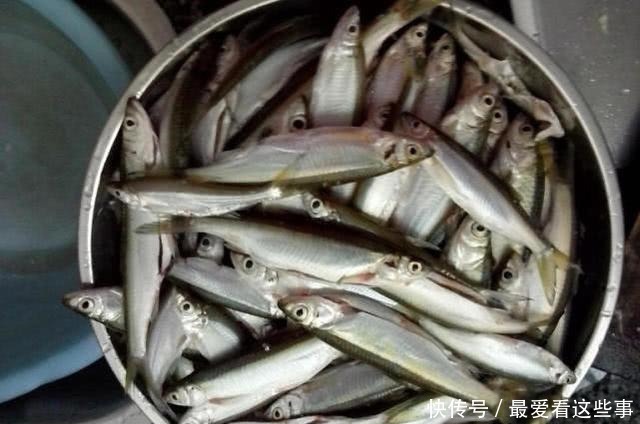细米糠|钓白条鱼真是累人,用我分享的方法,只要你下钩,它就在那等你