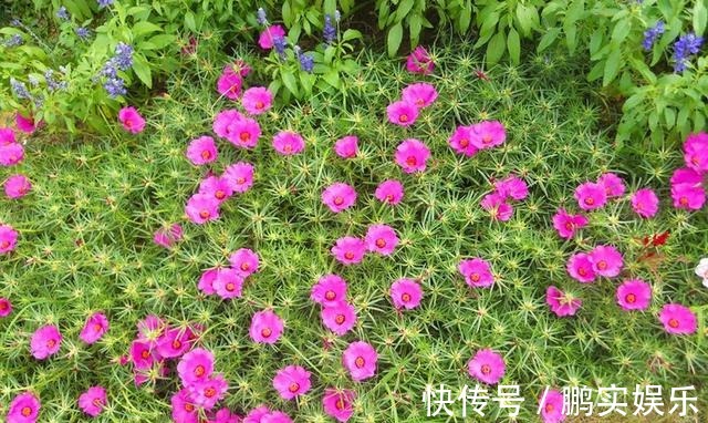 养护|养花技巧粗生粗养也能四季开花!少养1种都觉得亏了