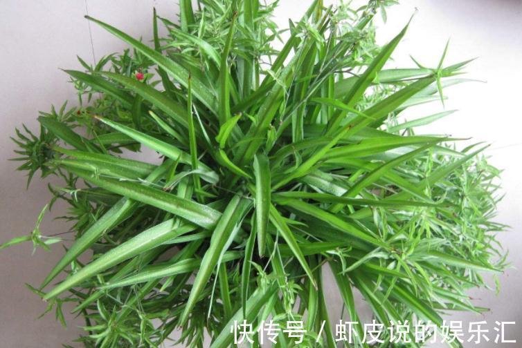 补充|王大叔养吊兰,轻松养成“瀑布”,全靠对“这方法”的熟悉