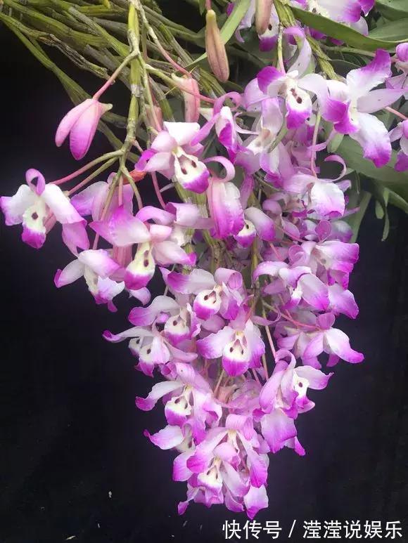 还在养绿萝家里养盆“香香花”，好看好闻，清香四溢精神好！