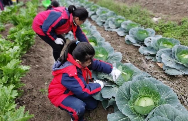 冬至的平阳鹤溪小学 在菜园子里上大自然的课