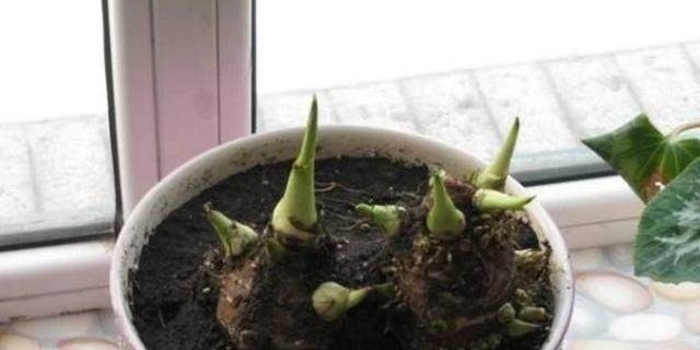 这种蔬菜吃剩了别扔，泡水里就疯长，比滴水观音还要漂亮100倍