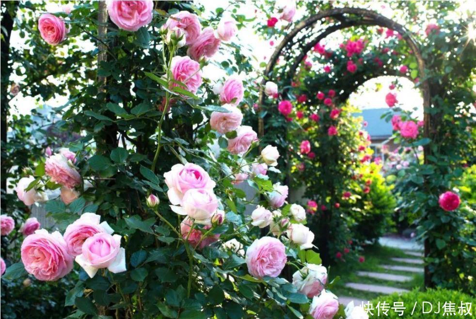 家有庭院必养1种花,开花量大,花朵美,庭院轻松美成花海