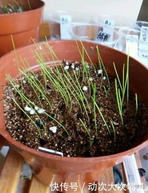 惊艳|这种球乱养都能活,丢盆里1个月开花,开花太惊艳