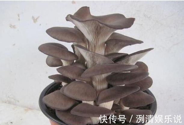 袋口|大叔阳台盆栽“蘑菇”,1盆变10盆,3天吃一茬,够全家吃!