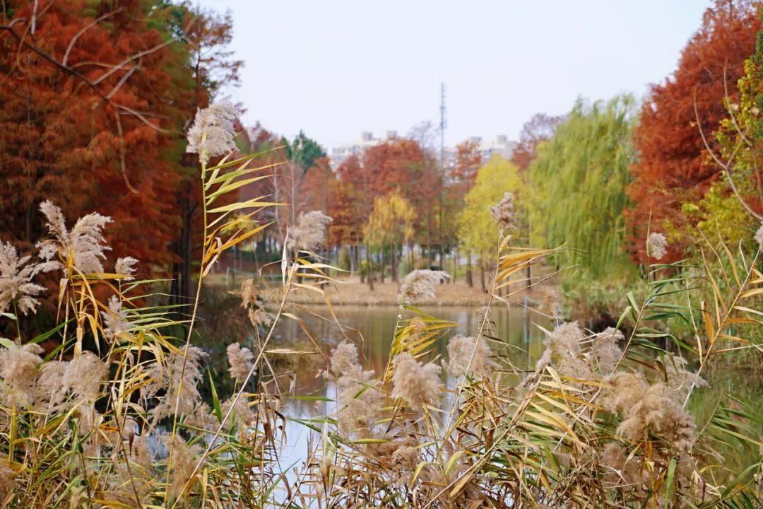 童话|初冬闵行的两座公园，一座厚重如油画，一座飘逸似水彩，美得像童话