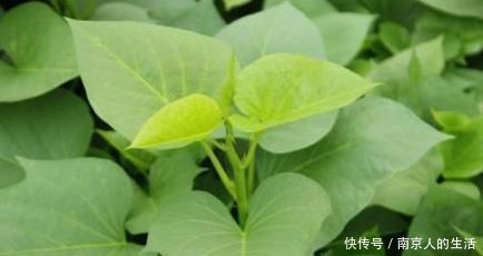 红薯叶为何一炒就黑,原来是少放了此物,难怪又黑口感又不好
