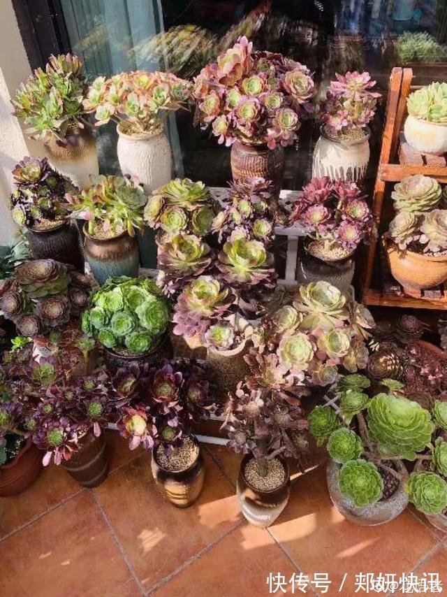 秋天多肉砍1刀，立马爆出一圈芽，1盆变10盆不花钱