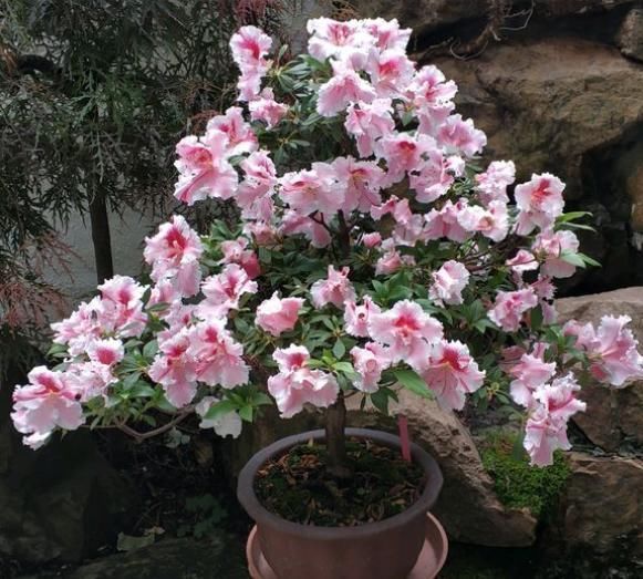  养花|养花不能用大盆，这5种花挤在小盆里，才能长成精品