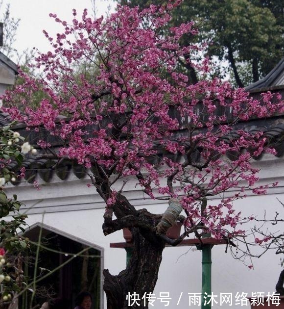 香自苦寒来|越“老”越值钱的“3种”植物，花粉都成“天价”，你家有养吗？