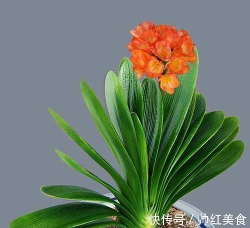 根系|都说君子兰不好养殖,其实误会了君子兰,简简单单就能养好