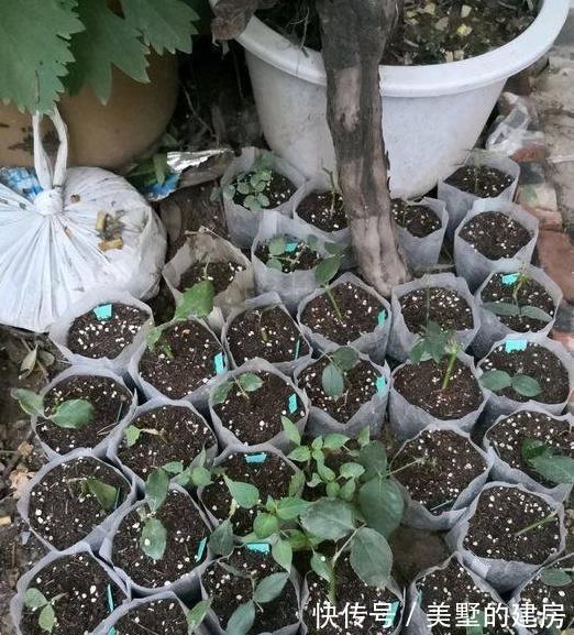 栀子花|越来越多人不买花了,特别是这“6种”,1个枝条养出200盆,靠谱