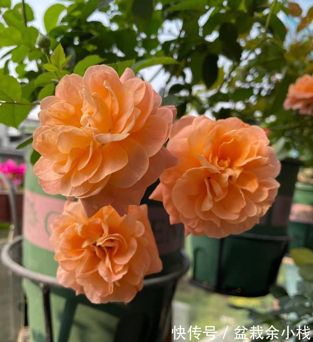 阳台上|阳台养月季,做4步,花朵又大又艳,表现好更完美