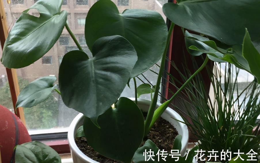 夏季|夏季养花，生了小腻虫该怎么办？学会这3招，“去根”不难