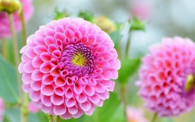 “此花”花朵硕大、花期长,颜色绚丽,比牡丹还美,绿萝还好养!