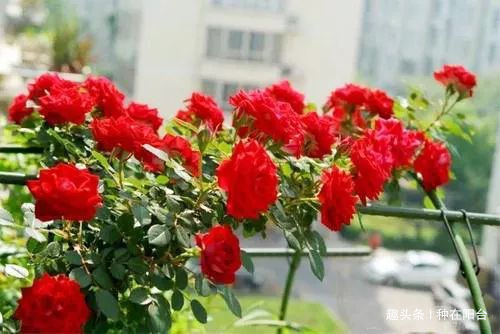 月季只长枝条不开花,那是因为你有三项养护工作没有做到位!